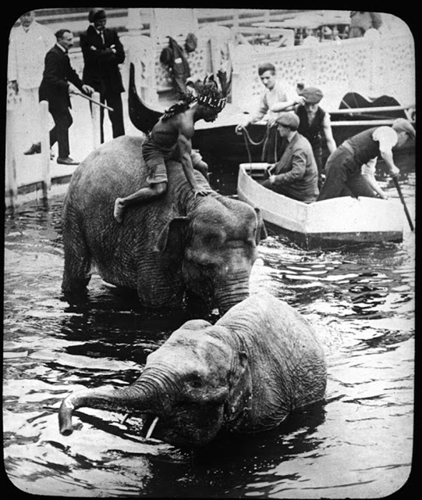 Слоны заходят в воду.