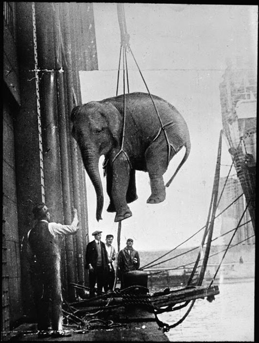 Транспортировка слона.