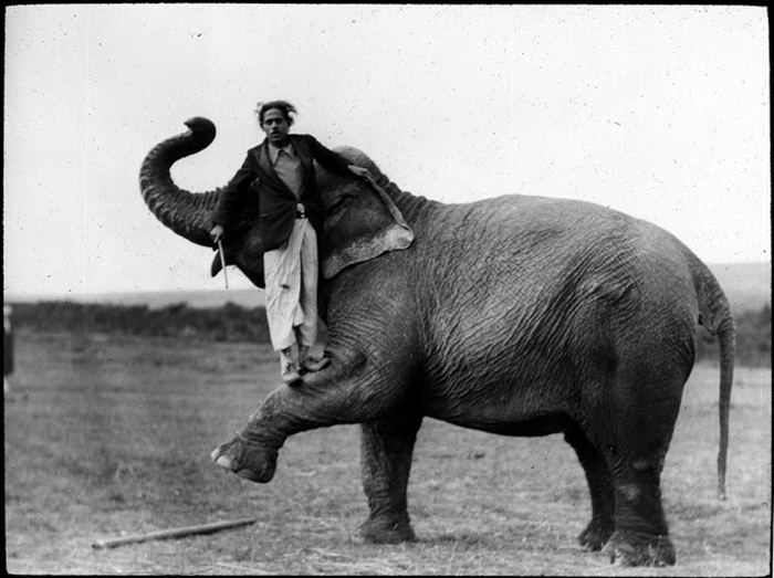 Мужчина позирует со слоном.