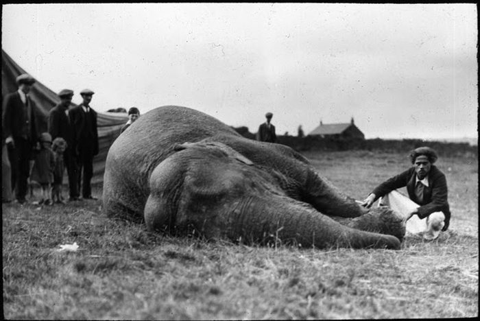 Мужчина рядом с лежащим слоном.