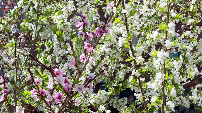 Весной дерево цветет розово-белыми цветами, распространяя вокруг себя удивительный аромат целого сада.