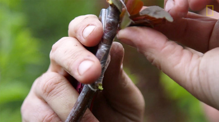 Прививая новую ветку к дереву, Ван Акен обматывает место соединения пластиковой пленкой, чтобы создать мини-парниковый эффект.