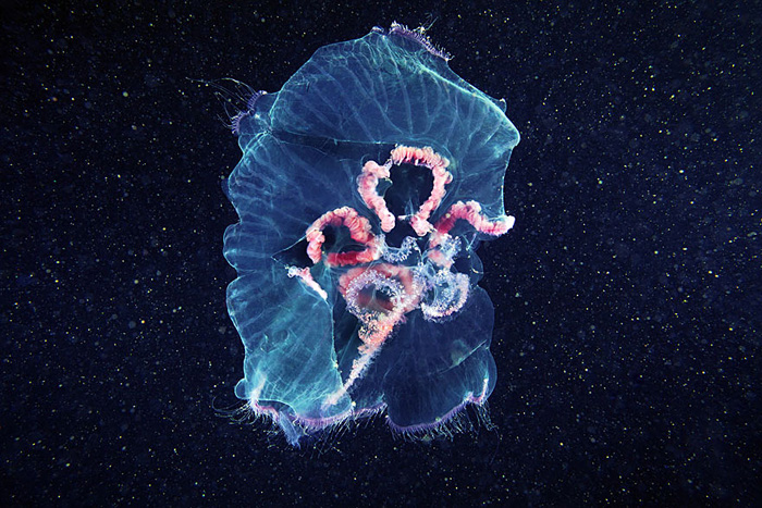 Призрачные цвета медуз.