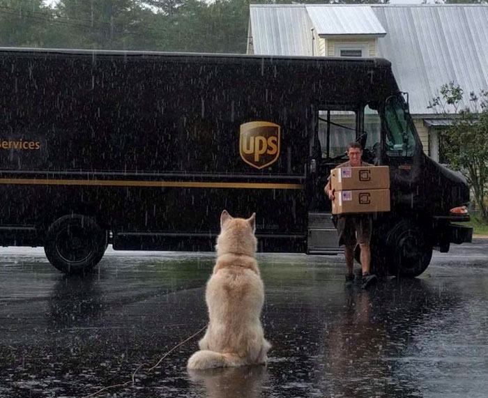 Никита ждет почтальона, и эта собака готова ждать в любую погоду и при любых условиях.