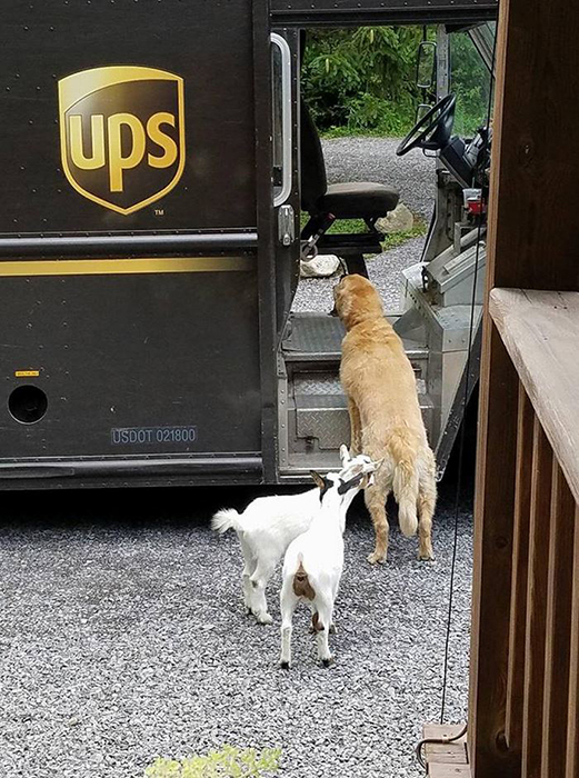 Бывает, что и не только собаки идут встречать почтальона.