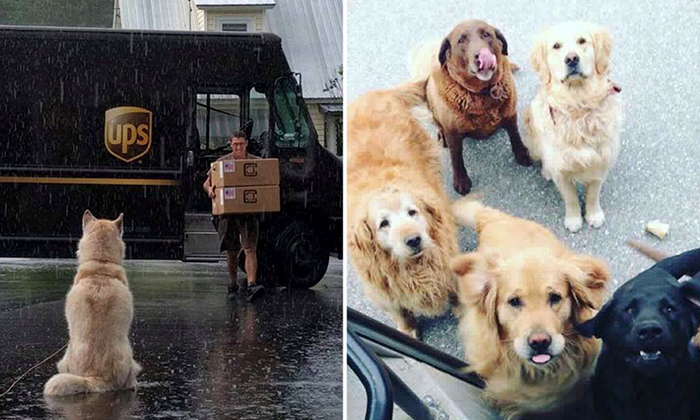 Собаки встречают почтальонов. 
