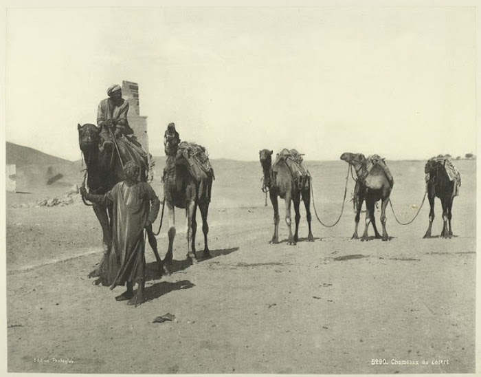 Верблюды в пустыне.