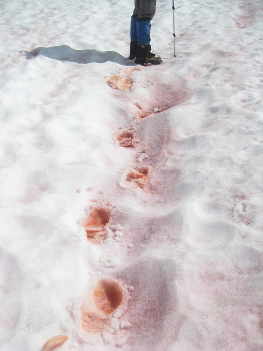 Красные следы на снегу.