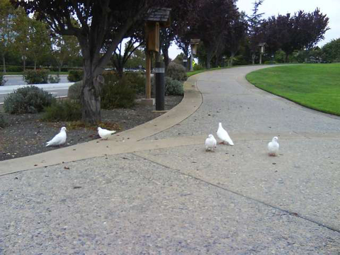 Белые голуби часто теряются и становятся легкой добычей хищников.