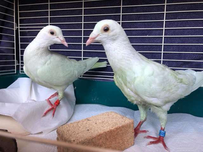 Эти голуби ослепли, после того как кто-то пытался покрасить их в зеленый цвет.