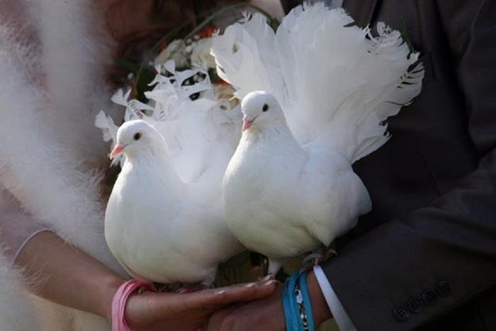 Свадебные голуби «на счастье».