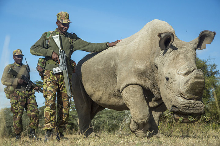 Носорога по кличке Судан охраняют 24/7 в одном из заповедников Кении.