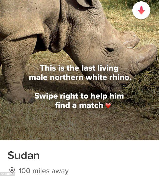 Профиль Судана на Тиндере. *Это последний живущий северный белый носорог. Помоги ему найти свою пару.*