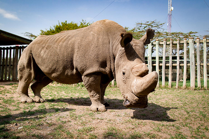 Большую часть жизни Судан провел в чешском зоопарке и только на старости лет снова вернулся в Африку.