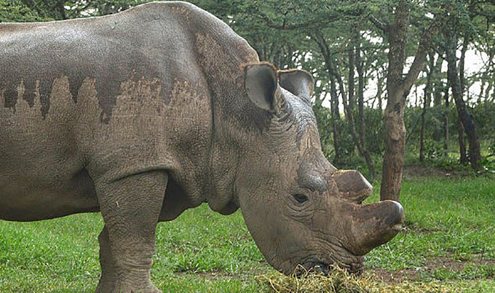 В 2014 году в зоопарке Сан-Диего скончался второй из остававшихся самцов северного белого носорога Ангалифу.
