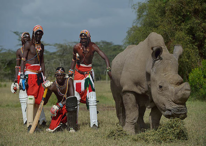 Угроза браконьерства никогда не исчезала, и потому к носорогу приставлена круглосуточная охрана.