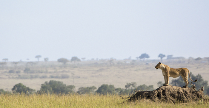 Национальный заповедник Масай Мара в Кении. Автор фото: AMANDA MARAIS.