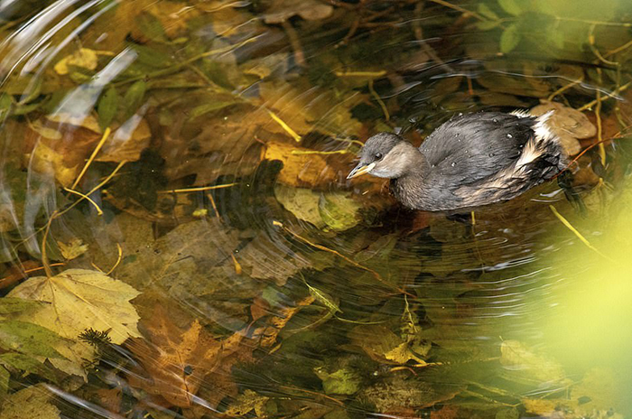 Птица плывет по осеннему пруду с кристально чистой водой. Фото: Gideon Knight.