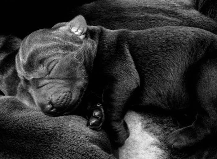 Спящий щенок. Фото: Molly Charnock.