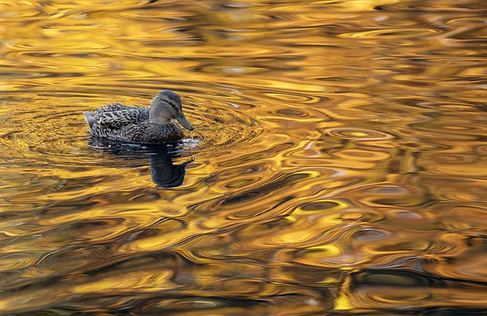 Утка в золотом пруду. Фото: Gideon Knight.