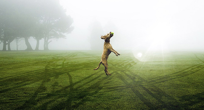 Собака, ловящая мяч. Фото: Ollie Ross.