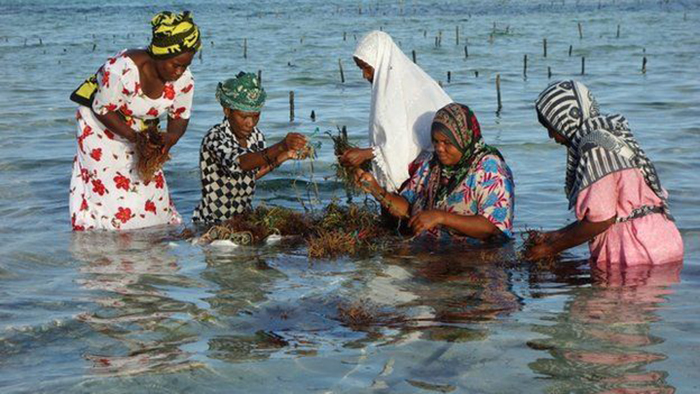 Женщины в воде привязывают водоросли к веревкам.