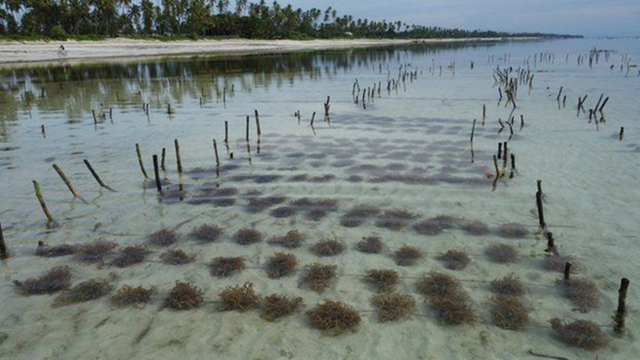 Ферма морских водорослей.