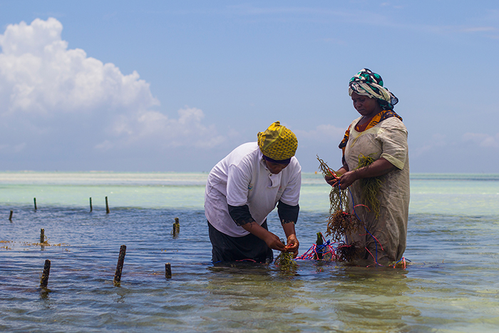 Мванайша со своей родственницей подвязывают водоросли.