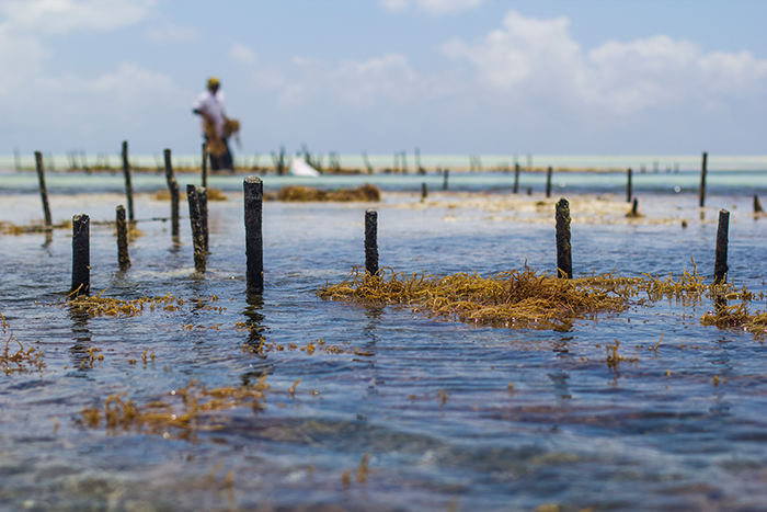 Ферма водорослей в Индийском океане.