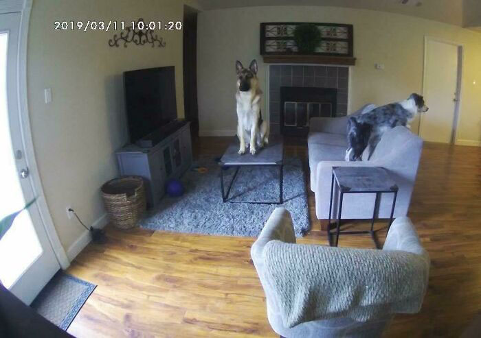 У меня есть камера с прямой трансляцией, чтобы я мог видеть, чем занимаются мои собаки, пока я на работе. И вот чем.