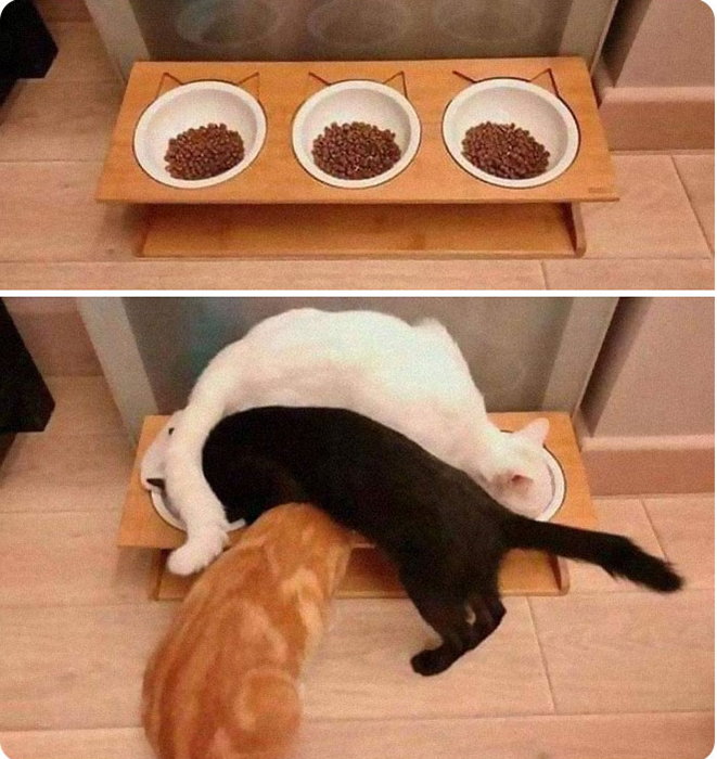 Когда дело доходит до еды, каждый кот сам за себя.
