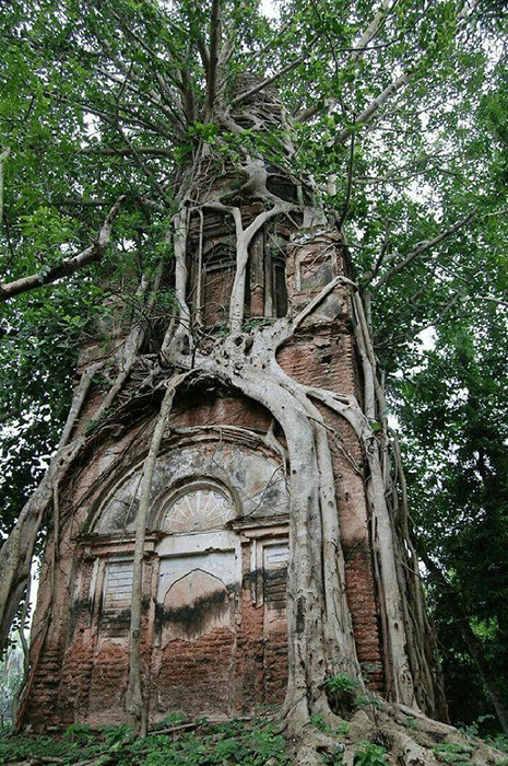 Дерево пытается поглотить храм.