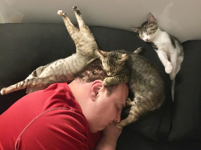 «Прошлой ночью я читала в постели, когда обнаружила, что мой муж и наши приёмные котята так крепко спали».