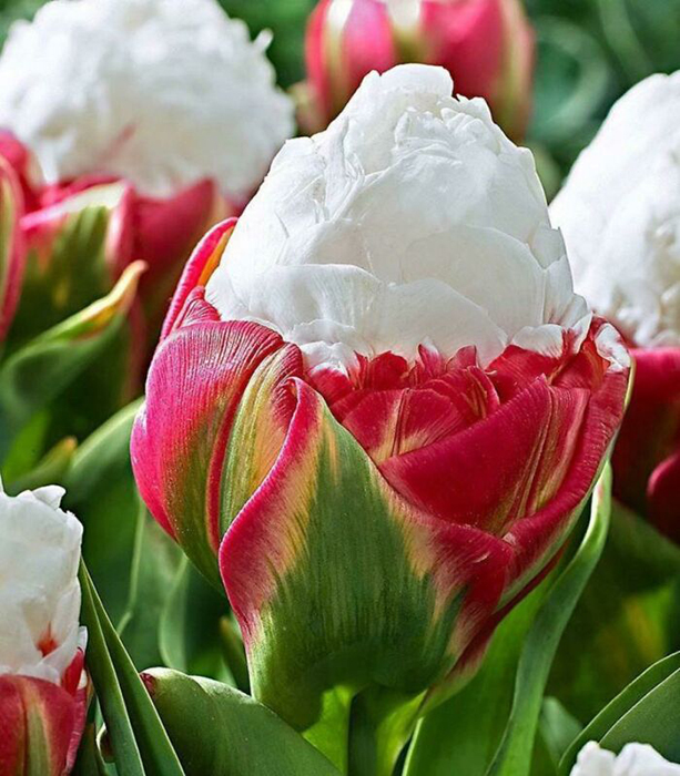 Уникальный сорт тюльпанов под названием Ice Cream Tulip.