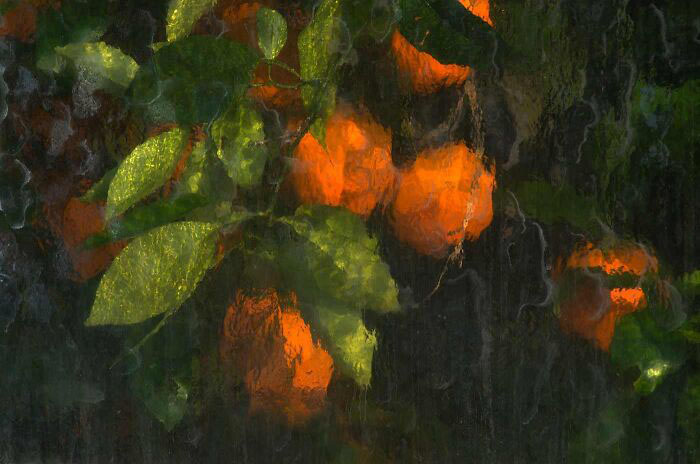 Апельсины, сфотографированные через стеклянные окна теплицы.