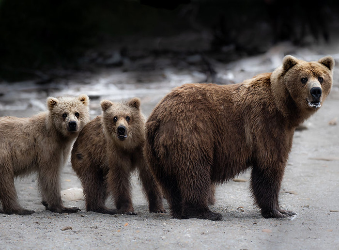 Семья бурых медведей остановилась осмотреться, прежде чем продолжить спуск по пляжу. Снято на полуострове Аляска.