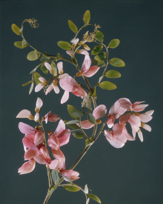 Мастера смогли создать потрясающе точные модели ботанических образцов из стекла.