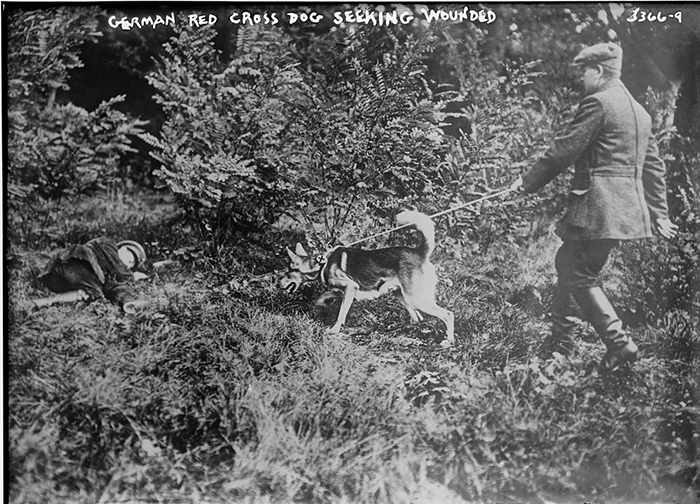 Собака Красного Креста Германии ищет раненых.