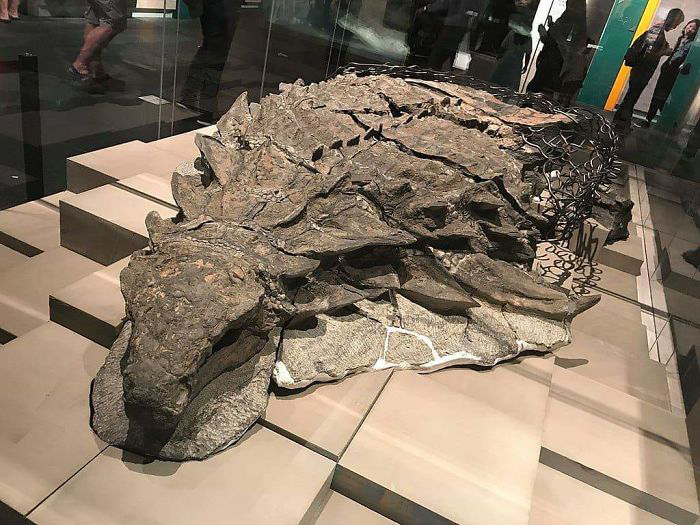 Мумифицированный динозавр в музее в Канаде.