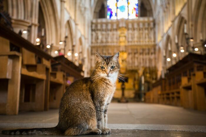 Кошка стала важной частью церковного сообщества, завоевав сердца как духовенства, так и посетителей.