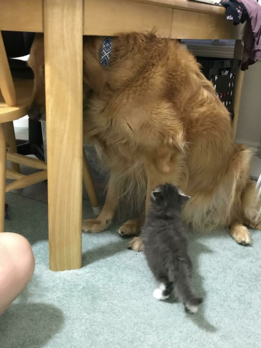 Огромный пёс боится маленького котёнка.