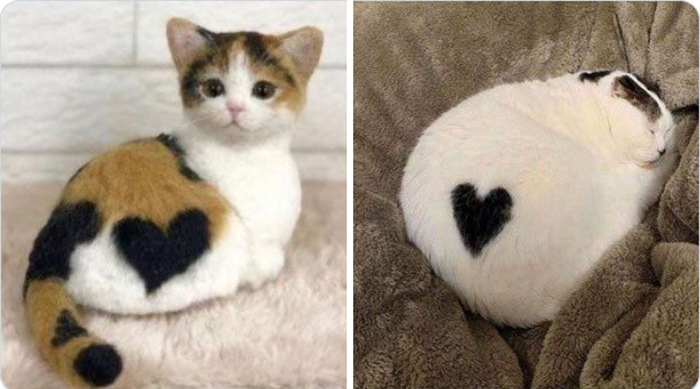 Кошки - это любовь. Вот доказательства.