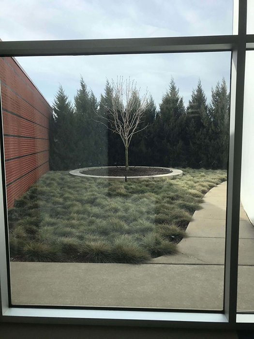 В Мемориальном музее Холокоста в Детройте есть дерево Анны Франк.