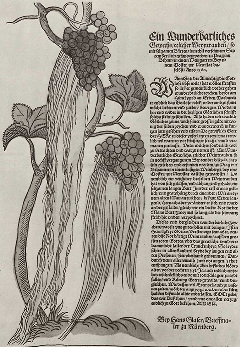 Бородатый виноград на гравюре Ханса Глейзера.