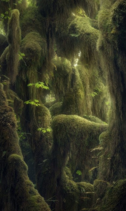 Тропический лес, Вашингтон, США. Фото: Блейк Рэндалл.