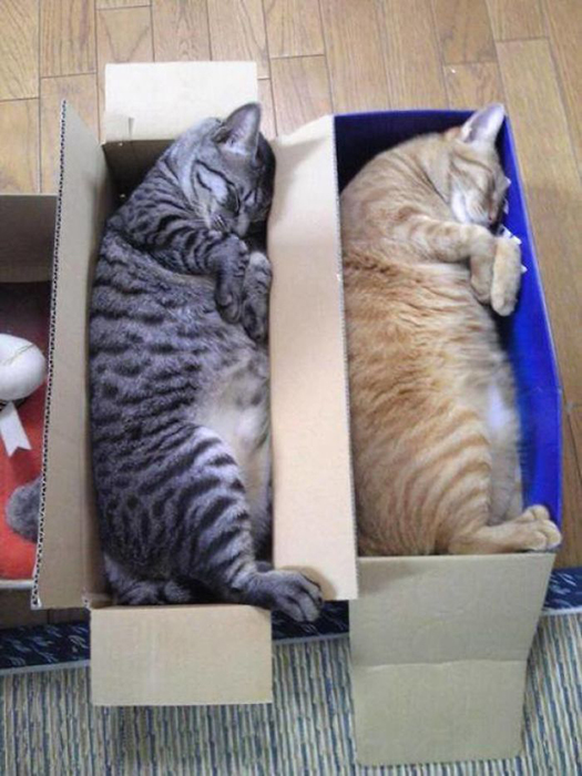 Зачем покупать кошачьи лежаки? Любая коробка лучше!