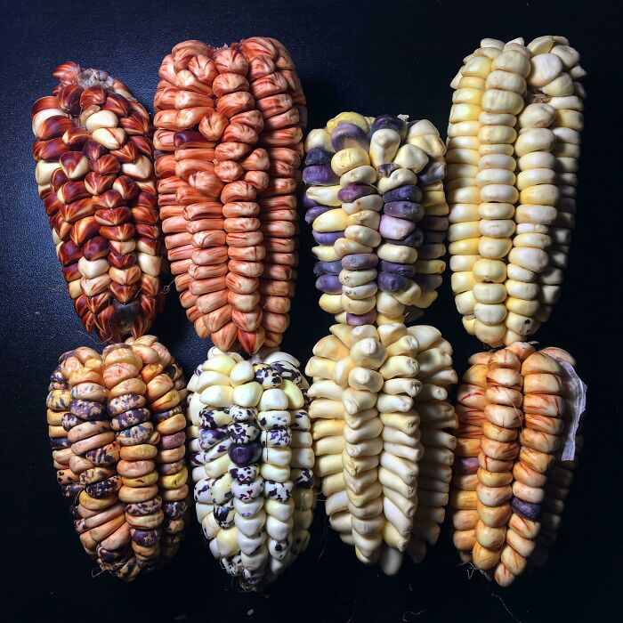 Насколько красивой может быть обычная кукуруза.