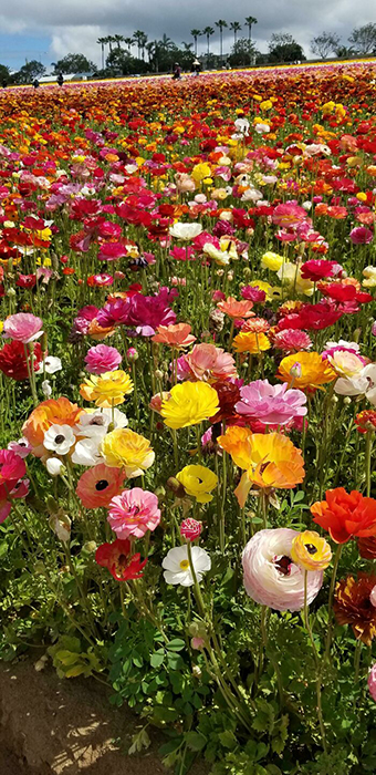 Цветочные поля в Карловых Варах, Калифорния, апрель прошлого года. Ранункулюсы любого цвета!