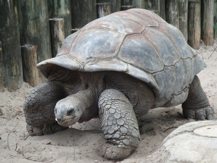 Этот вид черепах считался вымершим более века.
