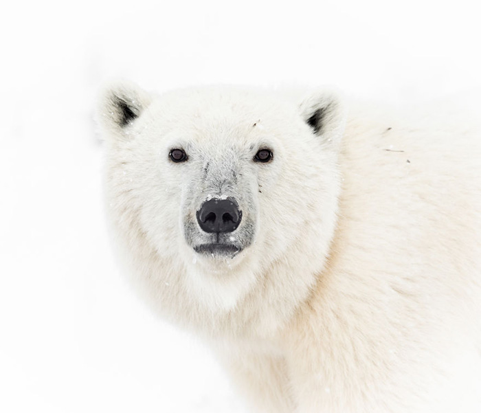 Белый медведь смотрит в прямо глаза. Снято на берегу Гудзонова залива в Манитобе.